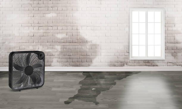 Best Mold removal after water damage  in Manchester, GA